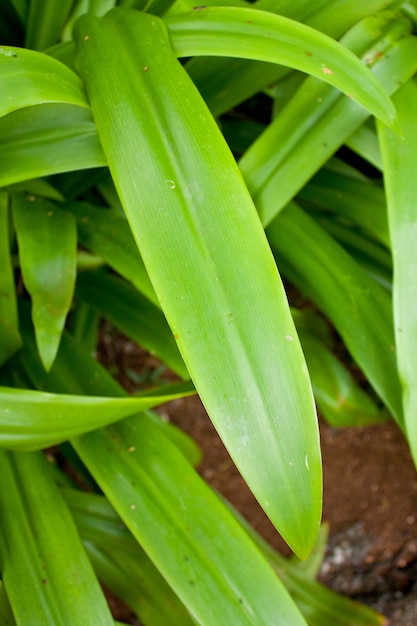 Hojas del árbol