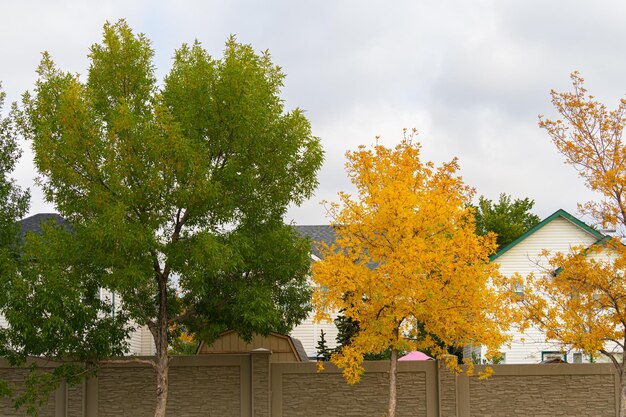 Las hojas de los árboles cambian de color para el otoño