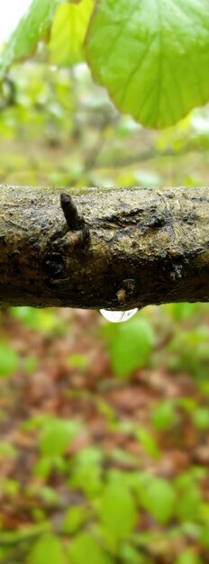 Foto las hojas de los árboles de cerca