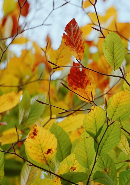 hojas de los árboles de colores en la naturaleza