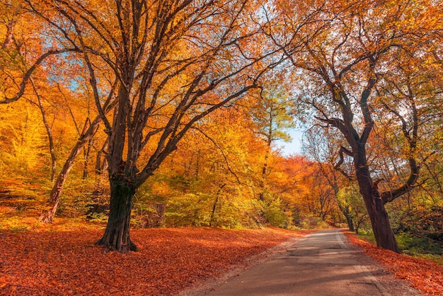 Foto hojas de árboles de ensueño coloridos y sendero en el paisaje otoñal. profundo en el sendero del bosque