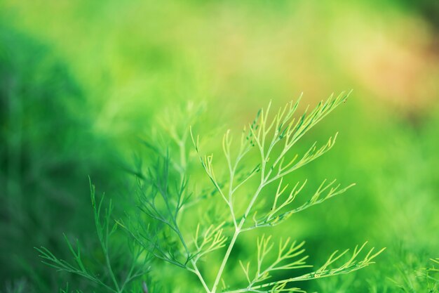 Hojas de los árboles para el fondo de la naturaleza y guardar el concepto verde