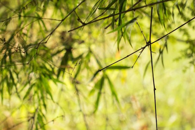 Hojas de los árboles para el fondo de la naturaleza