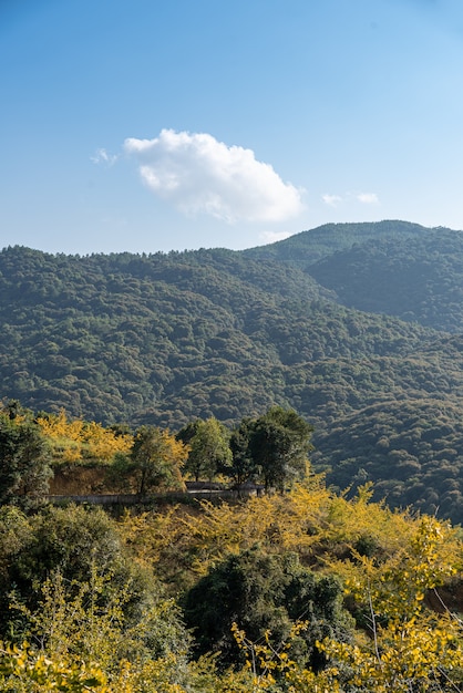 Las hojas de los árboles de ginkgo en la ladera se vuelven amarillas en otoño