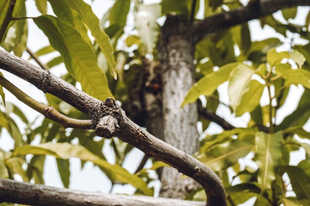 hojas de árboles de mango bajo el cielo