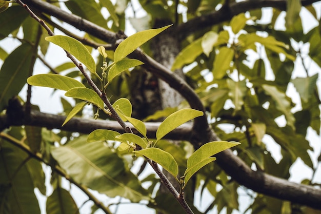 hojas de árboles de mango bajo el cielo