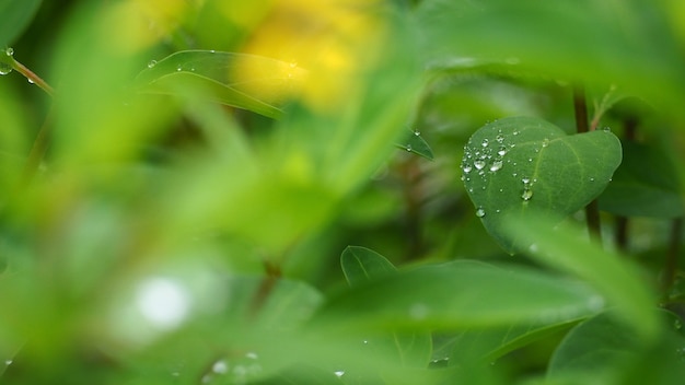 Hojas y árboles en la temporada de lluvias. Hay una gota de agua