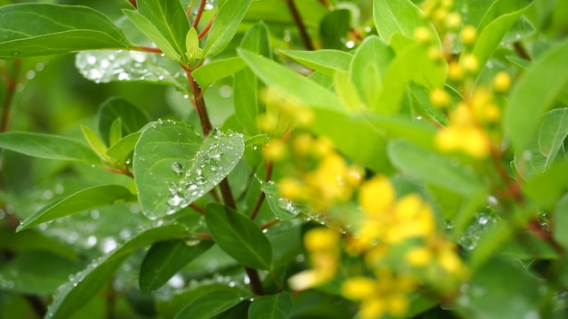 Hojas y árboles en la temporada de lluvias. Hay una gota de agua