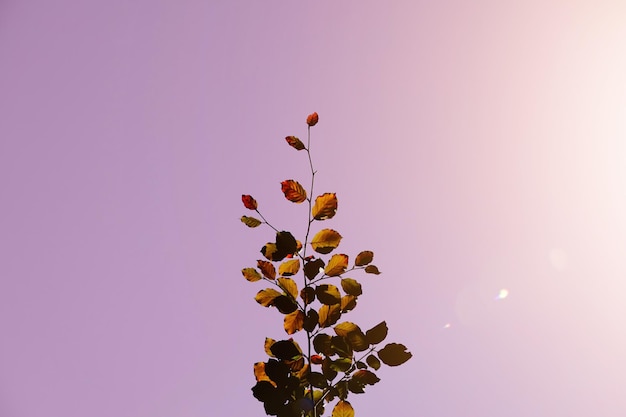 hojas de árboles verdes y marrones en la temporada de otoño fondo rosa