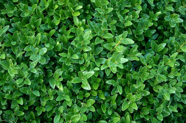 Hojas de arbusto de hoja perenne