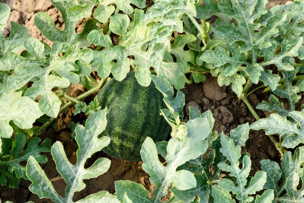 Hojas de arbusto verde brillante y frutas de sandía