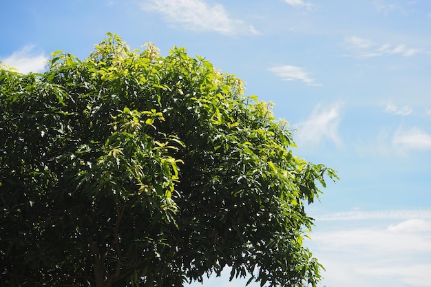 Hojas de arbusto verde en un clima soleado en el cielo azul y el fondo de la nube blanca