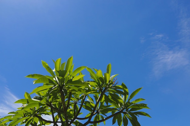 Hojas de arbusto verde en un clima soleado en el cielo azul y el fondo de la nube blanca
