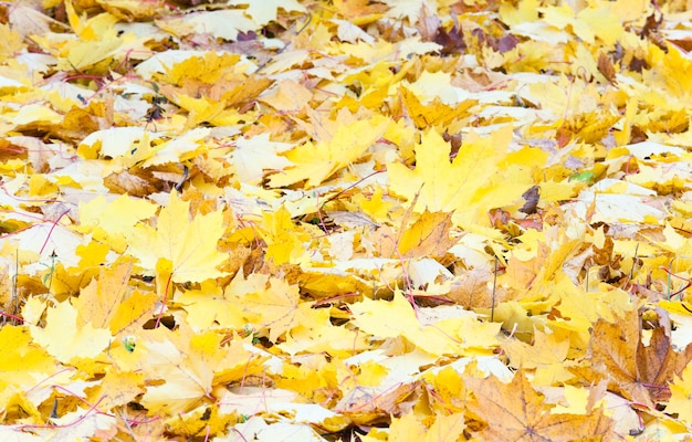 Hojas de arce en abscisa amarillo en otoño parque pradera