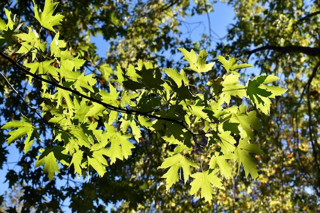 Hojas de arce (Acer sp) contra la luz en un parque