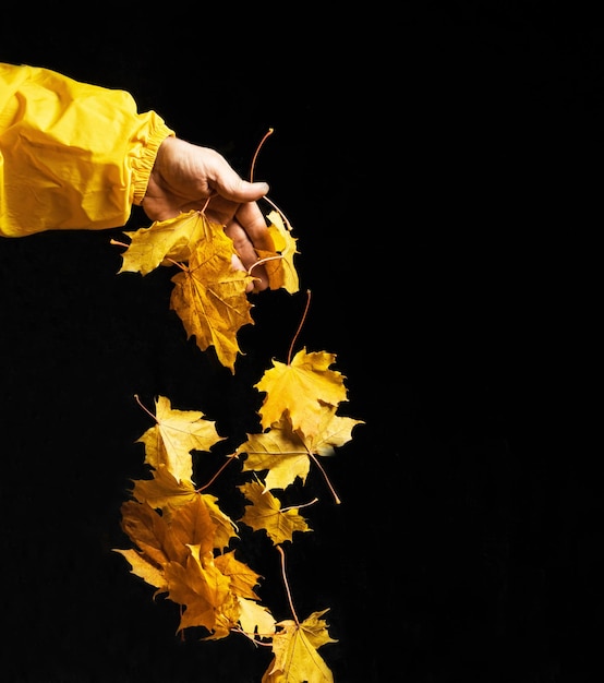 Las hojas de arce amarillas caen de la mano sobre un fondo negro