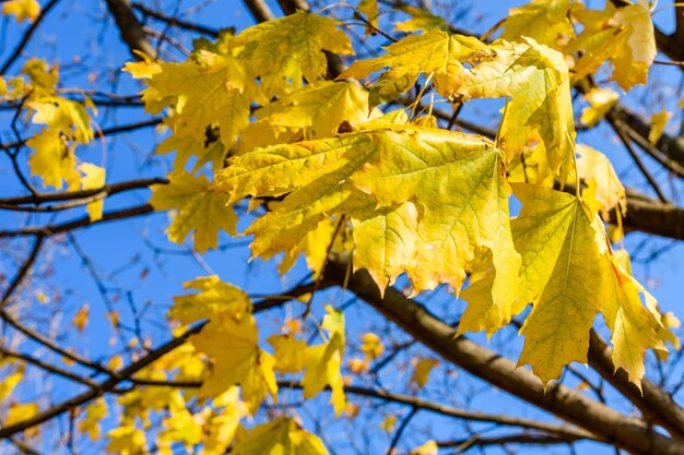 Hojas de arce amarillas contra el cielo azul en otoño