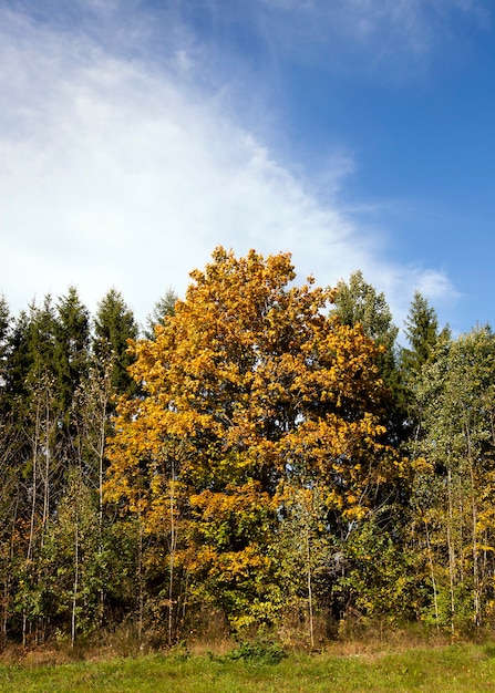 Foto hojas de arce amarillas, creciendo, rodeadas de pinos y abedules en un pequeño bosque. otoño