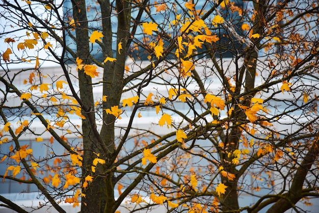 Las hojas de arce amarillas cuelgan de un árbol