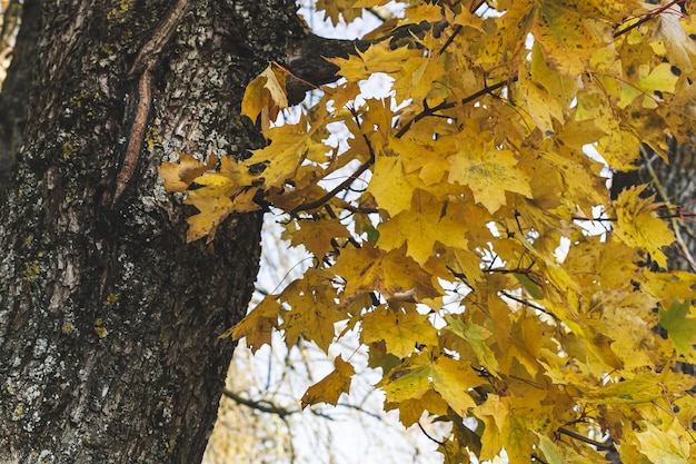 Hojas de arce amarillas con fondo de hierba verde, otoño dorado, otoño