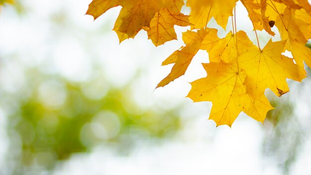 Hojas de arce amarillas durante el otoño