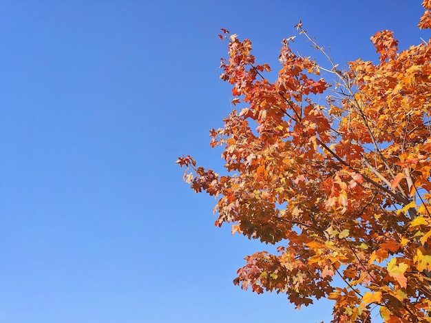 Hojas de arce amarillas en el parque de otoño sobre fondo de cielo azul brillante, tonos retro