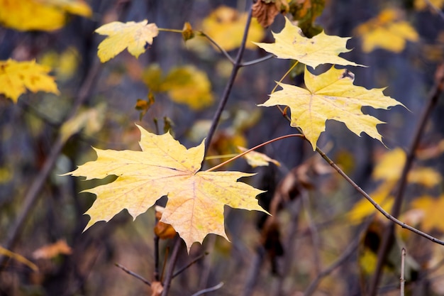 Hojas de arce amarillas en la rama en el bosque de otoño