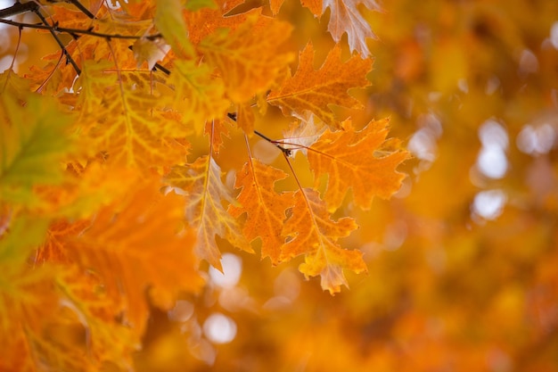 Hojas de arce amarillas en una ramita en otoño