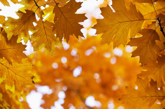 Hojas de arce amarillas en una ramita en otoño