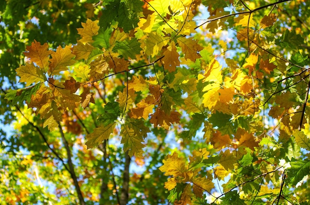 Hojas de arce amarillas en una ramita en otoño