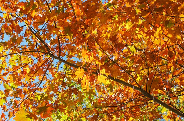 Hojas de arce amarillas en una ramita en otoño