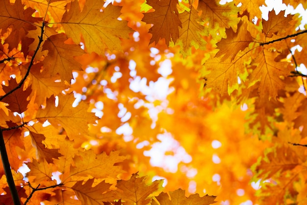 Hojas de arce amarillas en una ramita en otoño