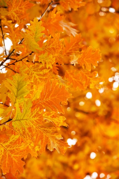 Hojas de arce amarillas en una ramita en otoño