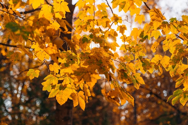 Hojas de arce amarillas en la temporada de otoño con la cálida luz del sol detrás de Autumn Park Hermoso concepto de naturaleza