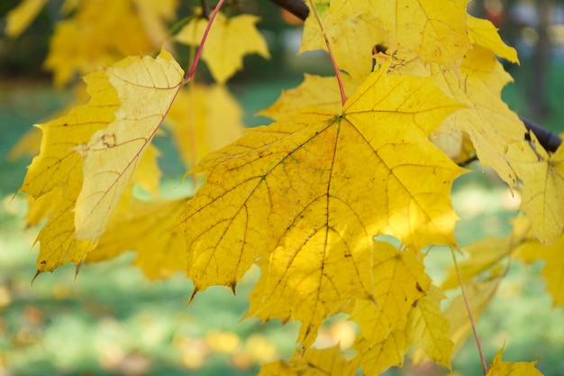 Hojas de arce amarillas durante la temporada de otoño con luz solar cálida desde detrás del parque de otoño sobre fondo borroso Vista de hojas de arce de otoño dorado