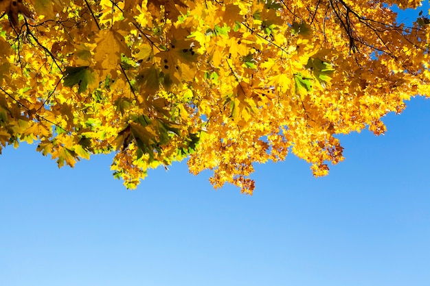 Hojas de arce amarillas ubicadas en un árbol en la temporada de otoño.