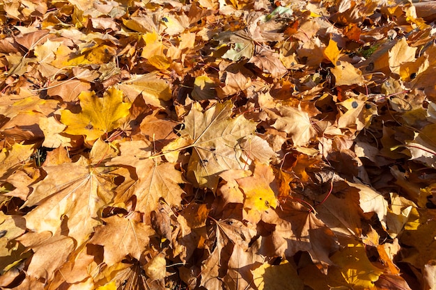 hojas de arce amarillentas en la temporada de otoño