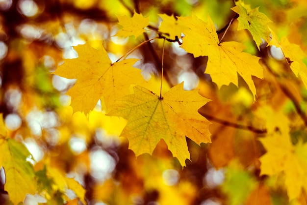 Hojas de arce amarillo en un árbol en el bosque de otoño