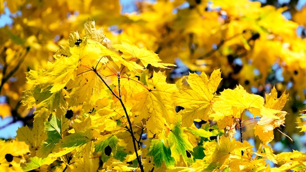 Hojas de arce amarillo en un árbol en tiempo soleado