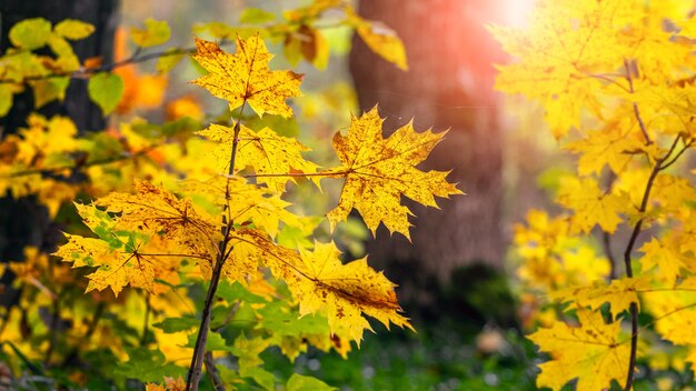 Hojas de arce amarillo en los árboles en el bosque a la luz del sol