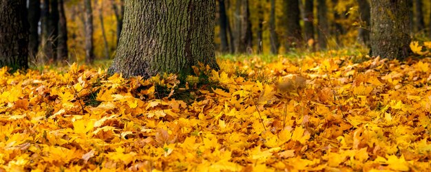 Hojas de arce amarillo caído en el bosque cerca de troncos de árboles, fondo de otoño