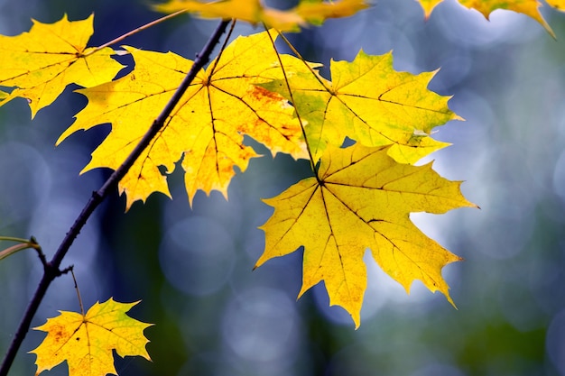 Hojas de arce amarillo de cerca en el bosque en un árbol