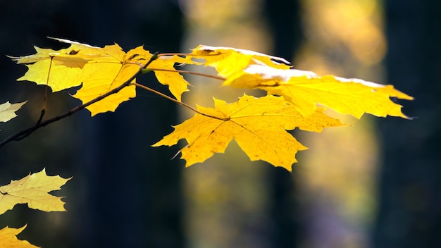 Hojas de arce amarillo de cerca en el bosque de otoño entre los oscuros troncos de los árboles