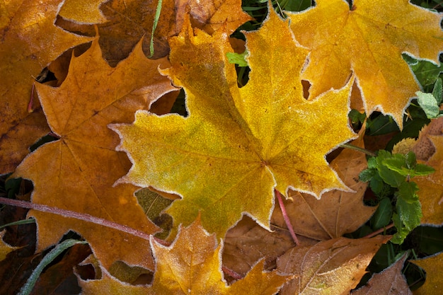 Hojas de arce amarillo con escarcha en el suelo Fondo de naturaleza otoñal