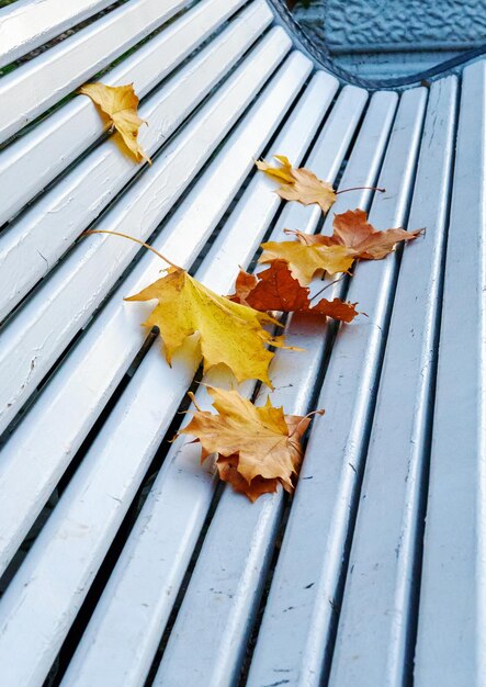 Hojas de arce amarillo de otoño en un banco de madera blanco del parque