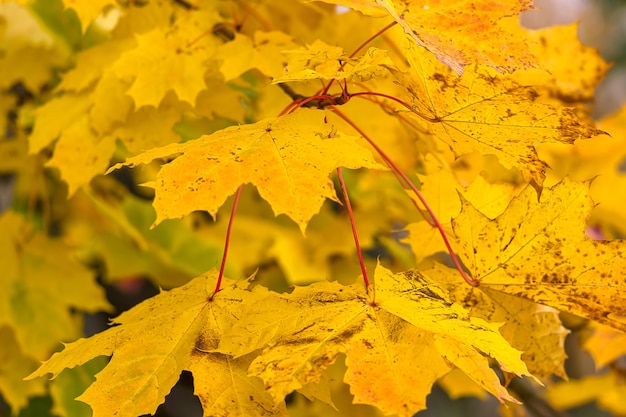 Hojas de arce amarillo en la rama de un árbol de cerca