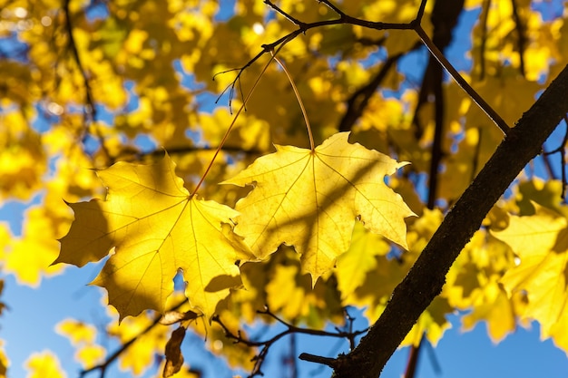 Hojas de arce amarillo sobre un cielo azul