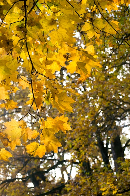 Hojas de arce amarillo sobre un fondo borroso oscuro