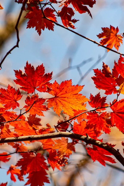 Hojas de arce en un árbol en otoño