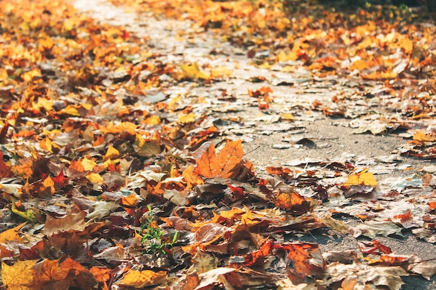 Foto hojas de arce caídas en la acera, pila de hojas caídas en un patio.